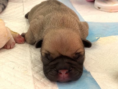 Les chiots de Bouledogue français