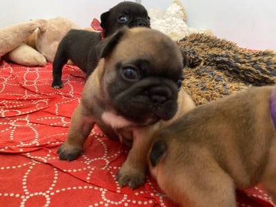 Les chiots de Bouledogue français
