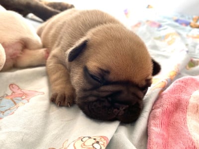Les chiots de Bouledogue français