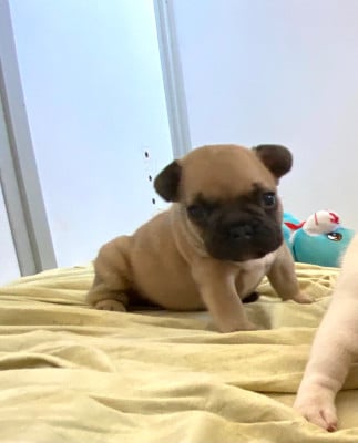 Les chiots de Bouledogue français