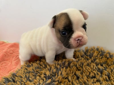 Les chiots de Bouledogue français