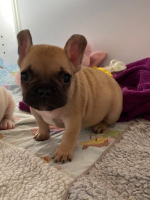 Les chiots de Bouledogue français