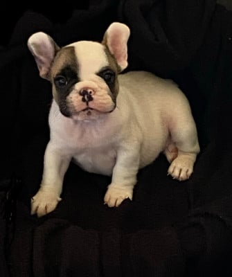 Les chiots de Bouledogue français