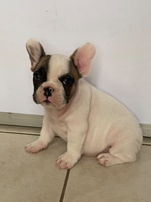 Les chiots de Bouledogue français