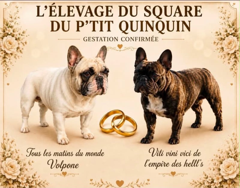 Bouledogue français - du square du p'tit quinquin