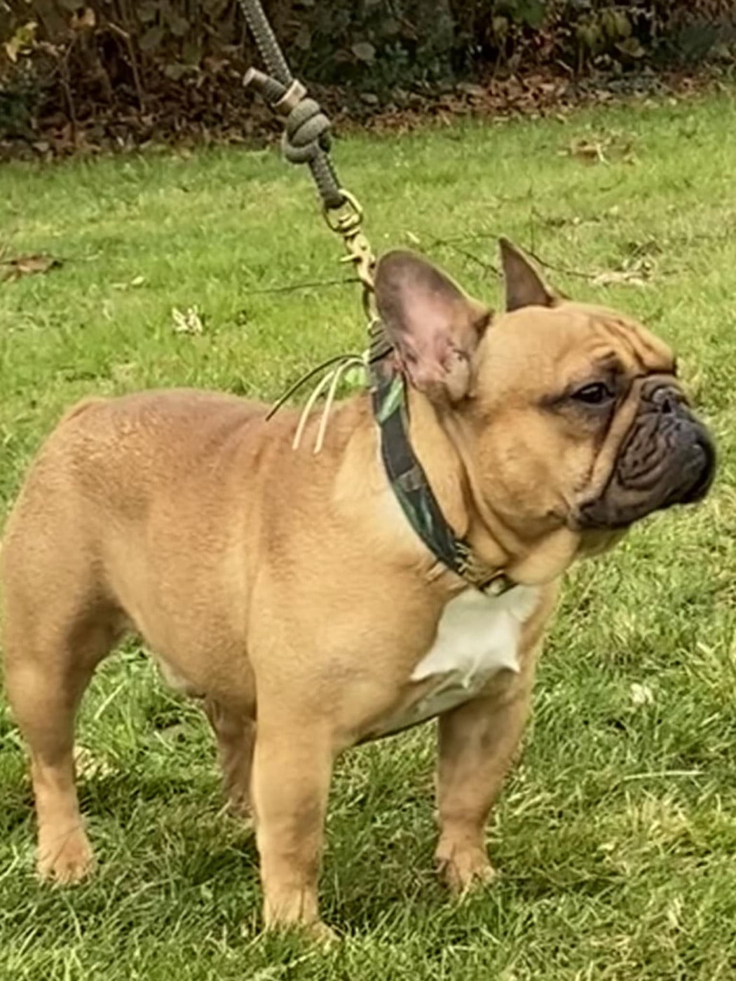 Thor Du square du p’tit QuinQuin - 1 er exc CAC