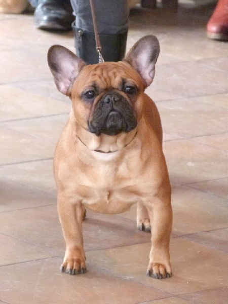 Krishna Malevarc Occhi d'Amore - EXCELLENT