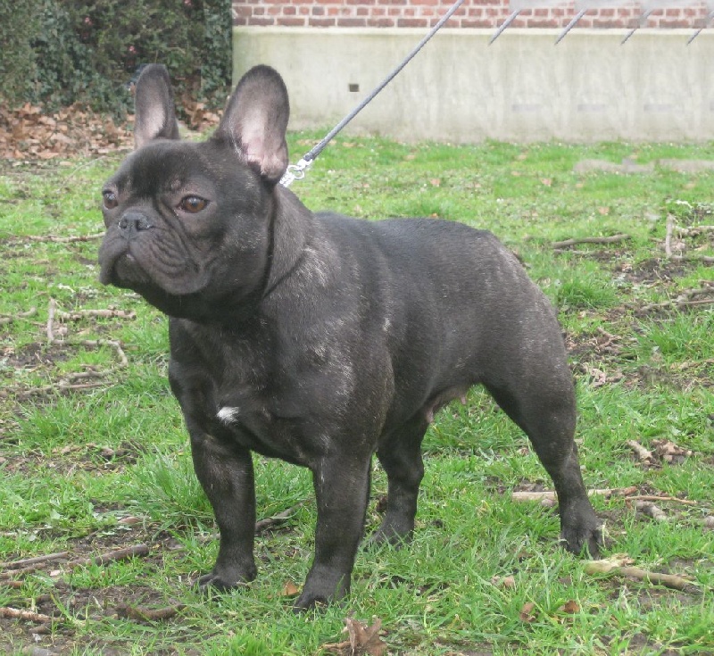 Heleonore Cazador del Pampa - 1 ere EXC et CAC