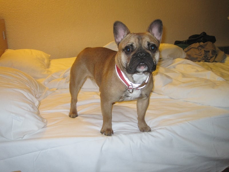 Hangele du square du p'tit quinquin - 1ERE EXCELLENTE