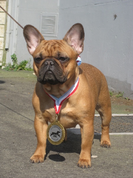 Krishna Malevarc Occhi d'Amore - EXCELLENT