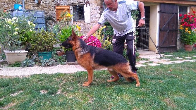 Lennox Des terres de la serpenterie - 12 ème Etalon Recommandé