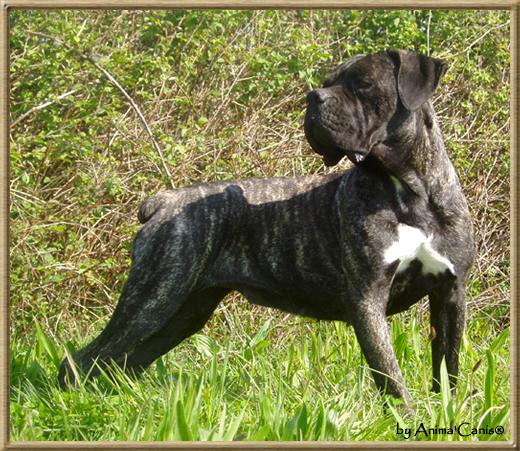 Publication : des Lares de l'Aurévière