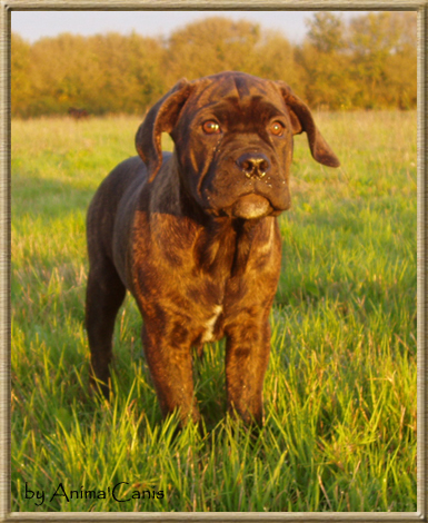 Publication : des Lares de l'Aurévière