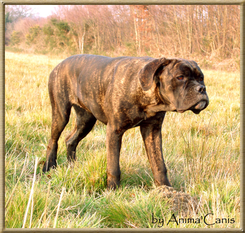 Publication : des Lares de l'Aurévière
