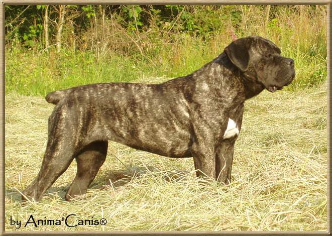 Publication : des Lares de l'Aurévière