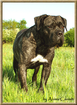 Publication : des Lares de l'Aurévière