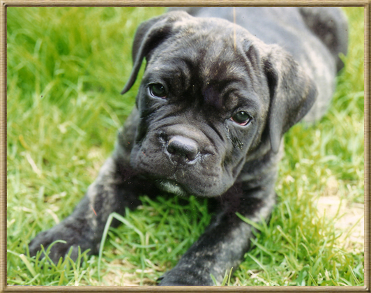 Publication : des Lares de l'Aurévière