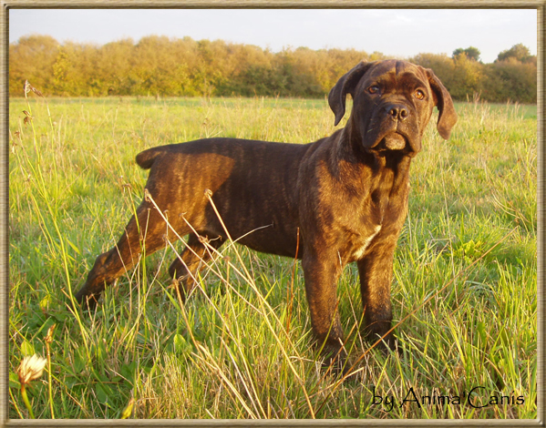 Publication : des Lares de l'Aurévière