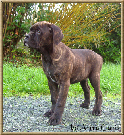 Publication : des Lares de l'Aurévière