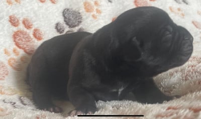 Les chiots de Cane Corso