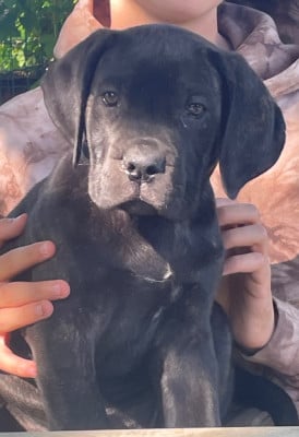 Les chiots de Cane Corso