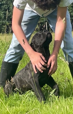 Les chiots de Cane Corso