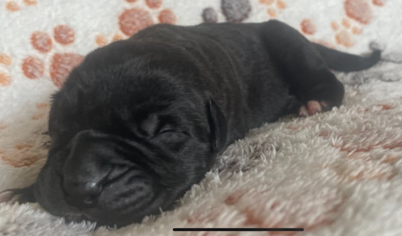 Cane Corso - des Lares de l'Aurévière