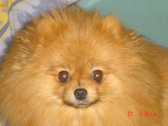 Publication : des Oursons de petit-palais