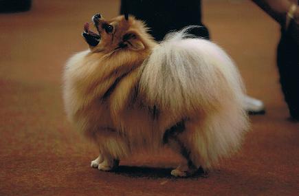 Publication : des Oursons de petit-palais