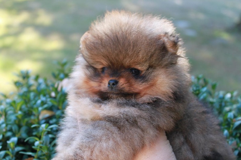 Publication : des Oursons de petit-palais