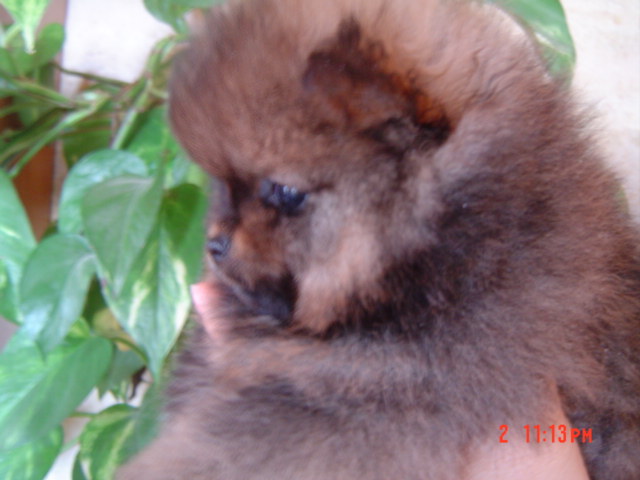 Publication : des Oursons de petit-palais