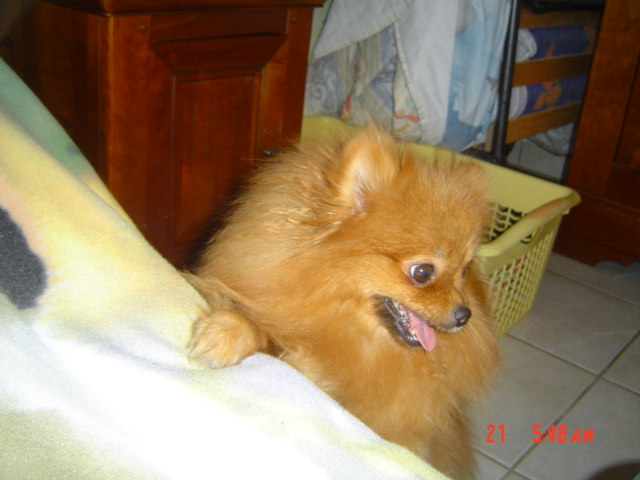 Publication : des Oursons de petit-palais