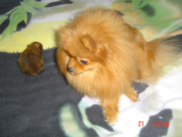 Publication : des Oursons de petit-palais