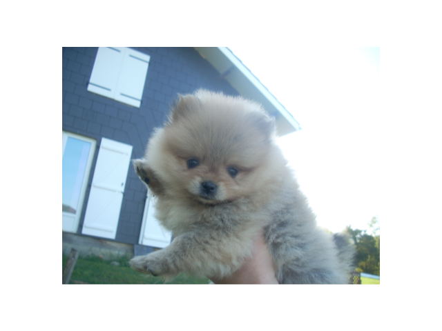 Publication : des Oursons de petit-palais