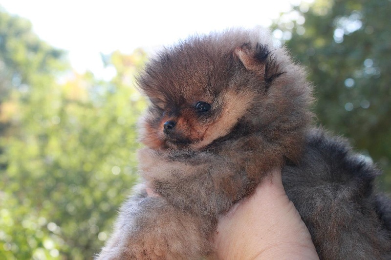 Publication : des Oursons de petit-palais