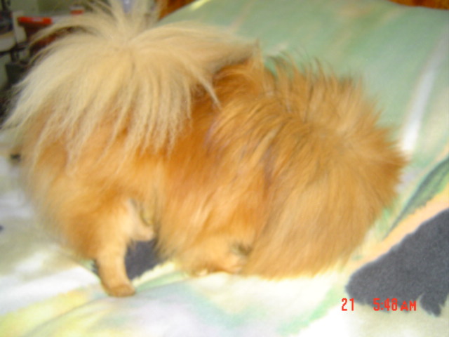 Publication : des Oursons de petit-palais