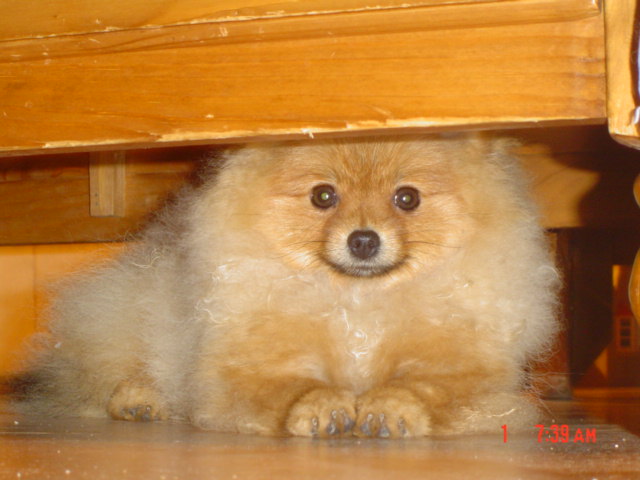 Publication : des Oursons de petit-palais