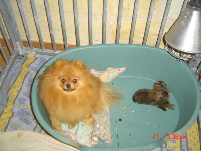 Publication : des Oursons de petit-palais