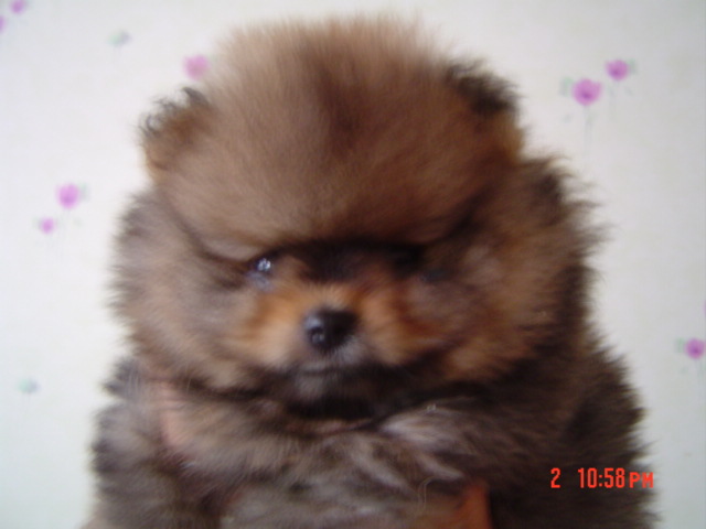 Publication : des Oursons de petit-palais