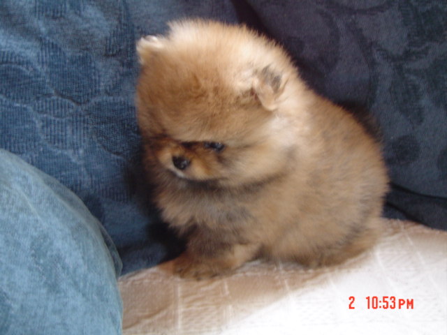 Publication : des Oursons de petit-palais