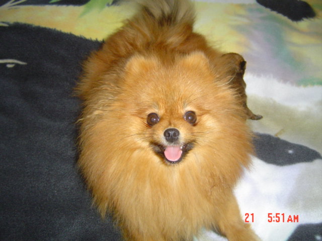 Publication : des Oursons de petit-palais