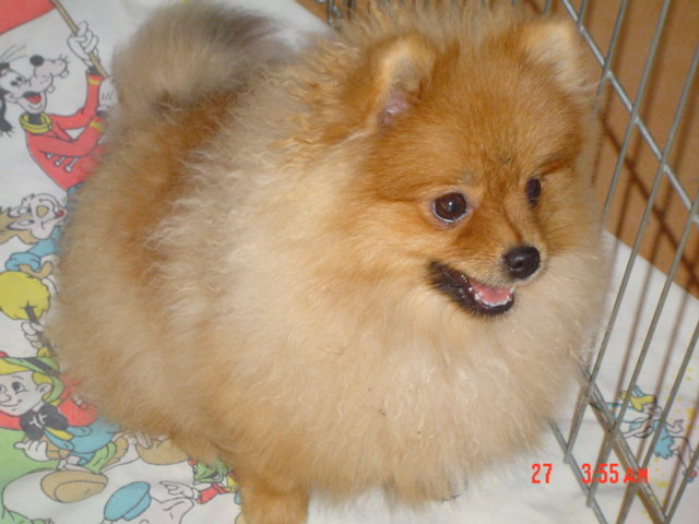 Publication : des Oursons de petit-palais