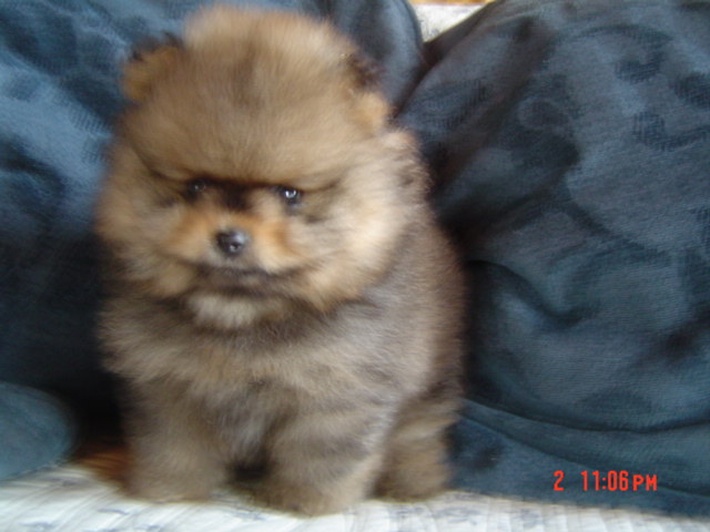 Publication : des Oursons de petit-palais