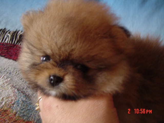 Publication : des Oursons de petit-palais