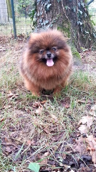 Publication : des Oursons de petit-palais