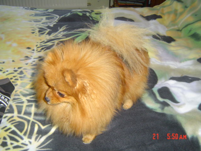 Publication : des Oursons de petit-palais