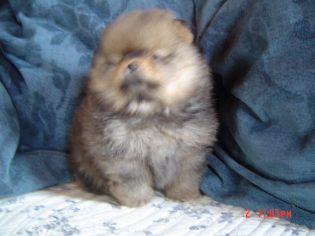 Publication : des Oursons de petit-palais