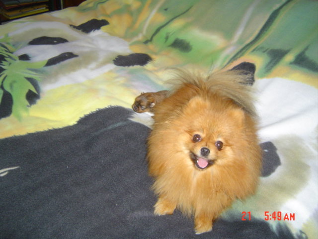 Publication : des Oursons de petit-palais