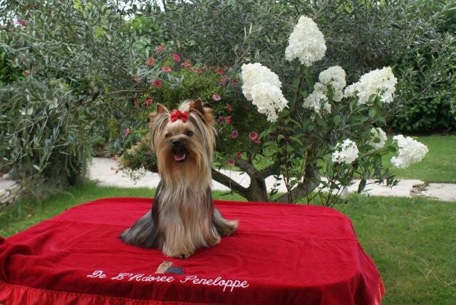 Figo de L'Adoree Peneloppe