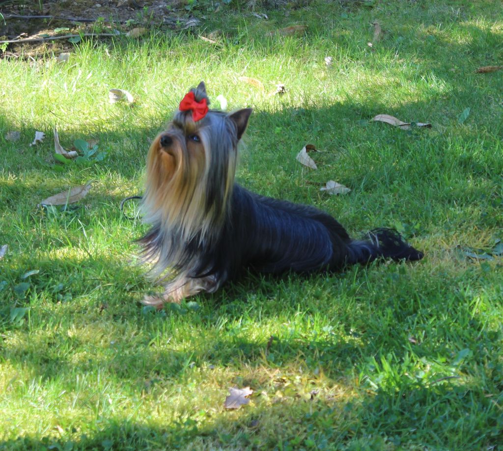 Ocarina de L'Adoree Peneloppe